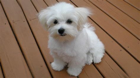 10 Cutest Small Dog Breeds - The Most Lovable Apartment Dogs - Petmoo