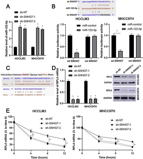 Snhg Regulates The Levels Of Mir P And Rpl In Hcc Cells A