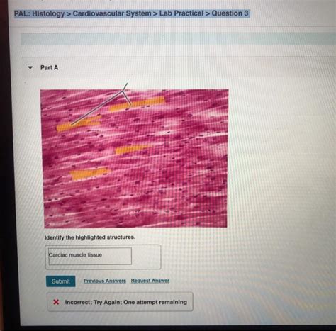 Solved Pal Histology Cardiovascular System Lab Chegg