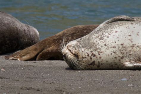 Goat Rock Beach - Northwestern Sonoma County, California. Seals are on ...