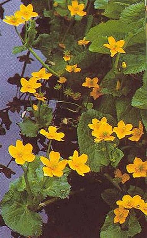 Caltha Palustris Perennial Seeds