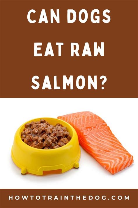 Can Dogs Eat Salmon Is Salmon Good For Dogs Can Dogs Eat Dog