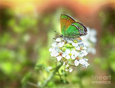 Sandia Hairstreak Photograph By Susan Warren Pixels