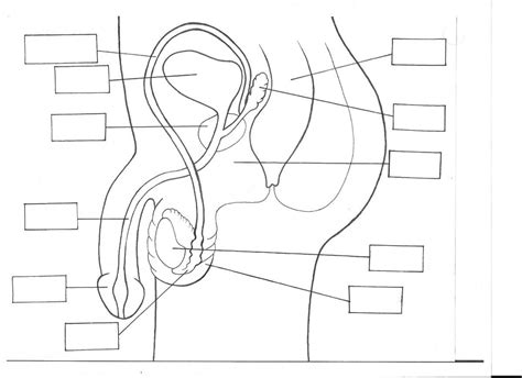 Reproductive System Labeling Worksheet