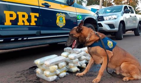 ajuda de cão farejador PRF apreende drogas em tanque de veículo