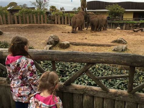 Chester Zoo Review – You need to visit | Family Travel Blog