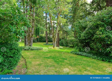 Trees And Bushes Reflecting In Big Pond Stock Image CartoonDealer