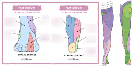 Dermatomes Of Lower Limb Diagram Quizlet