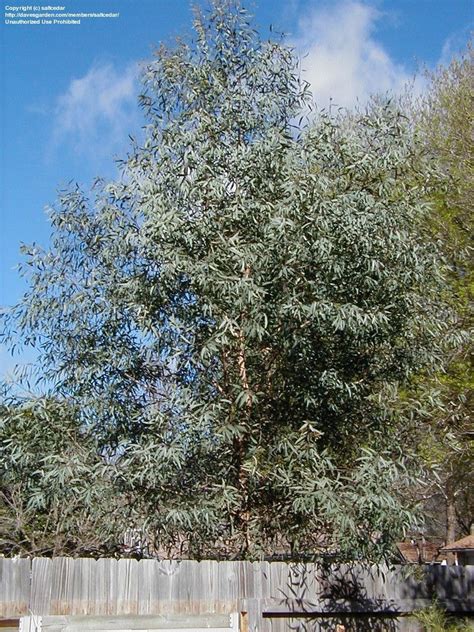 Plantfiles Pictures Eucalyptus Species Yellow Box Tree Eucalyptus