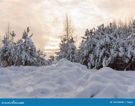 Floresta Nevado No Fundo Do Nascer Do Sol Foto De Stock Imagem De