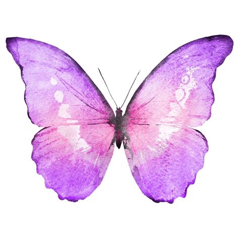 Pin By Alshaimaa Rushdy On Butterfly Butterfly Watercolor Beautiful