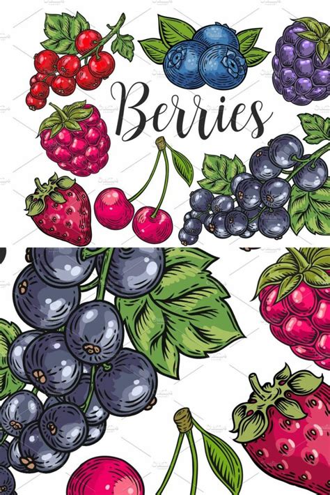 Berry Hand Drawn Set Patterns Masterbundles