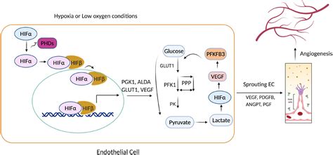 Frontiers Hypoxia Inducible Factor Regulates Endothelial Metabolism