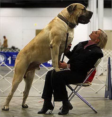 "The English Mastiff Is The Heaviest Dog The Heaviest Dog From This Massive Breed Named Zorba ...