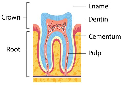 About Your Tooth Washington Dc Tooth Structure