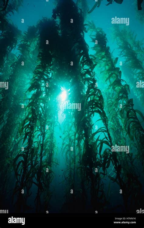 Giant Kelp Macrocystis Pyrifera Forest Shot Looking Up To Surface Of