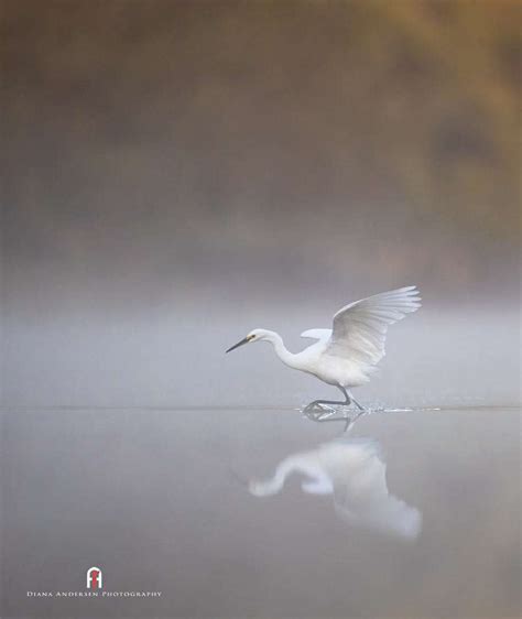 Photographing Birds in the Landscape - Wild Animal Information