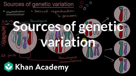 Sources Of Genetic Variation Inheritance And Variation High School Biology Khan Academy