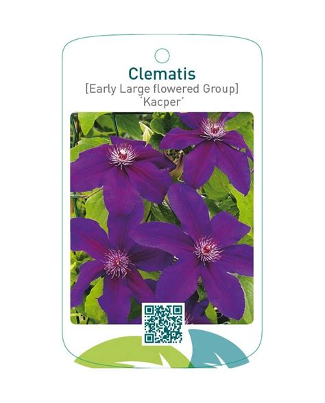 Etiquetas De Clematis Early Large Flowered Group Kacper