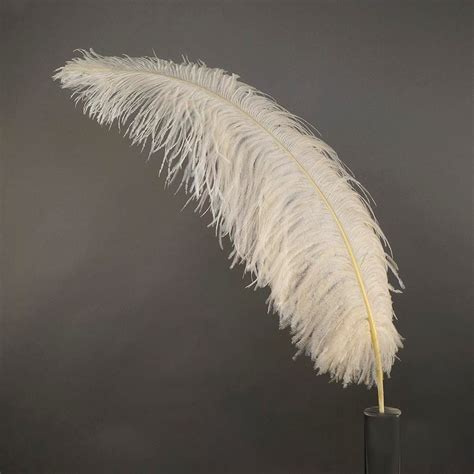 Large Ostrich Feathers 20 25 Prime Femina Plumes Ivory