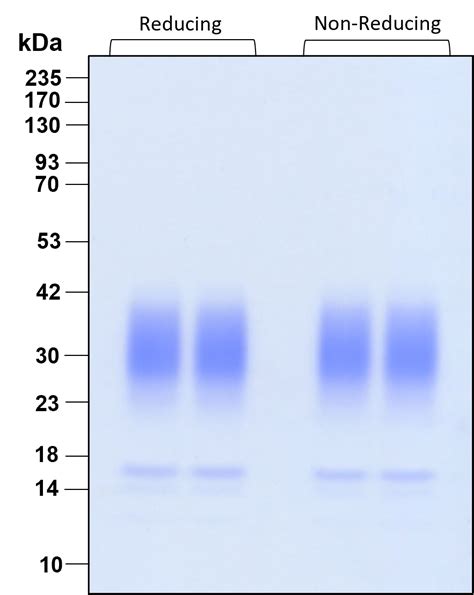 Humankine Recombinant Human Fgf B Protein Gmp Grade Proteintech