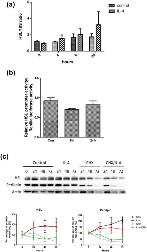 Effects Of Il 4 On Hsl Expression Stability And Degradation A 3t3 L1