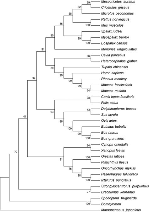 Phylogenetic Tree Based On The Amino Acid Sequence Of P53 From