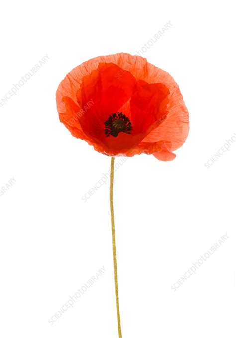 Common Poppy Papaver Rhoeas Stock Image C041 7573 Science Photo