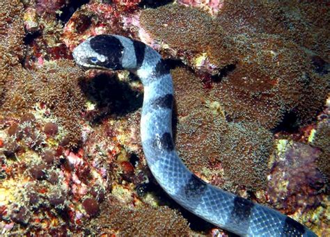 Belcher’s Sea Snake – "OCEAN TREASURES" Memorial Library