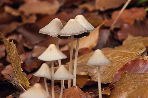 Common Wild Mushrooms In Pa Edible Poisonous Plant Grower Report