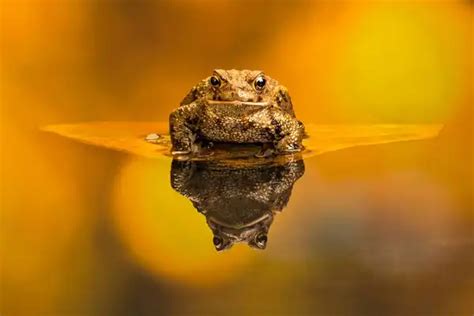 Common Toad Facts Size Diet Pictures All Animal Facts