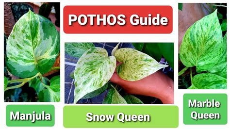 Pothos Guide Manjula Marble Queen Snow Queen Identification Youtube