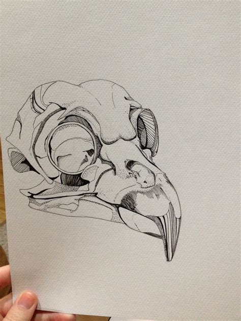 Bird Skull Drawing Done In Ink Pen Animal Skull Drawing Skulls Drawing