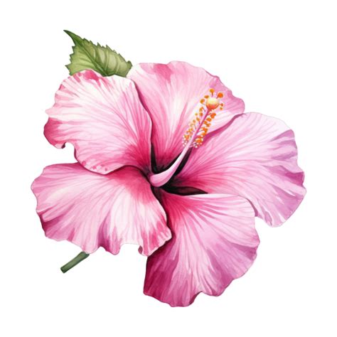 Pink Hibiscus Tropical Flower Illustration Watercolor Style 45879045 Png