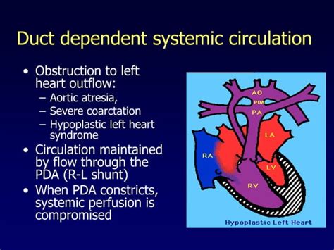 Approach To Cyanotic Congenital Heart Disease Ppt