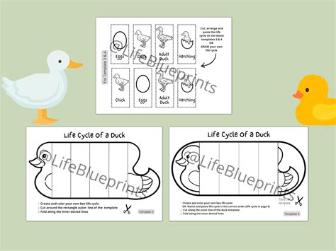 Foldable Duck Life Cycle Learning Activity For Kids A4 And 11x85 Inch