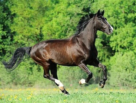 Latvian warmblood stallion, Diamond Viking. photo: Yuliya Dubrovina ...