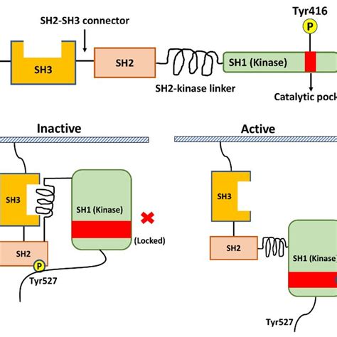 Crosstalk Between The Src And Hippo Yap Signaling Pathways Src