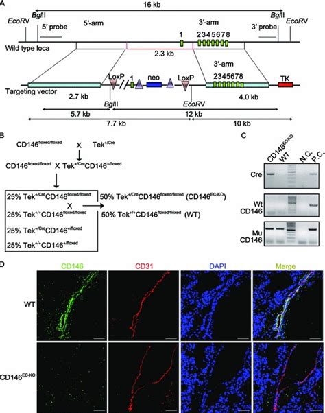 Generation Of Endothelial Specific Cd146 Knockout Mice A Targeting