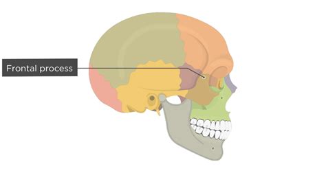 Zygomatic Bone Anatomy Getbodysmart