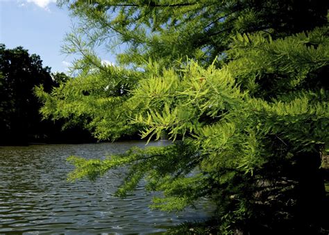 Bald Cypress Care Tips On Growing A Bald Cypress Tree Gardening Know How