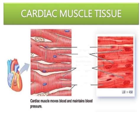 Cardiac Muscle Tissue Anatomy Unit 9 Diagram Quizlet