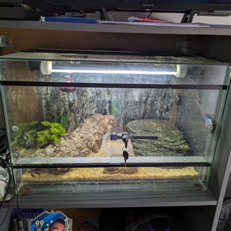 Vends Gecko L Opard Avec Son Terrarium Complet Uncompagnon Fr