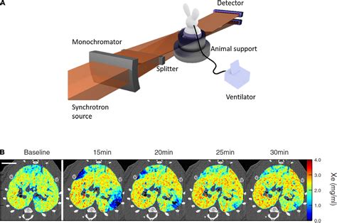 Frontiers Imaging Regional Lung Structure And Function In Small