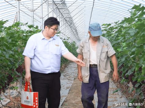 东阿农商银行：葡萄熟了，农户笑了 孟召生 种植 活动