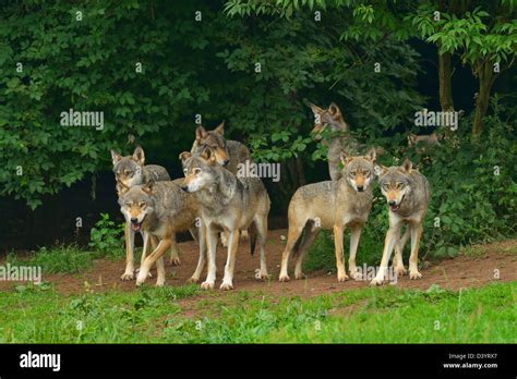 Pack Of Timber Wolves Germany Stock Photo Alamy