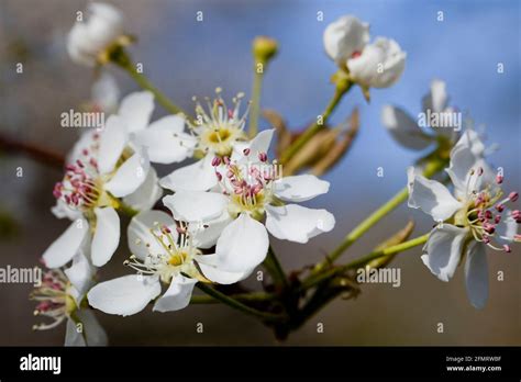 Asian Pear Blossoms Pyrus Pyrifolia Stock Photo Alamy