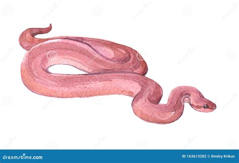 Watercolor Snake Isolated On A White Background Stock Illustration