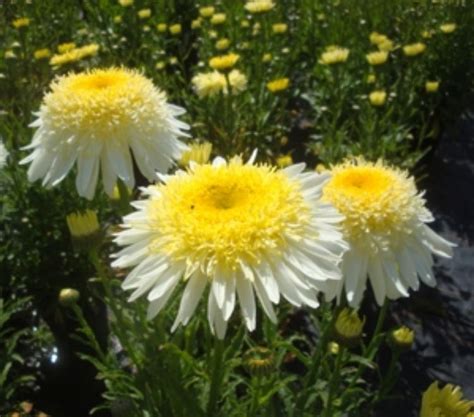 Leucanthemum Real Glory Atelier Yuwa Ciao Jp