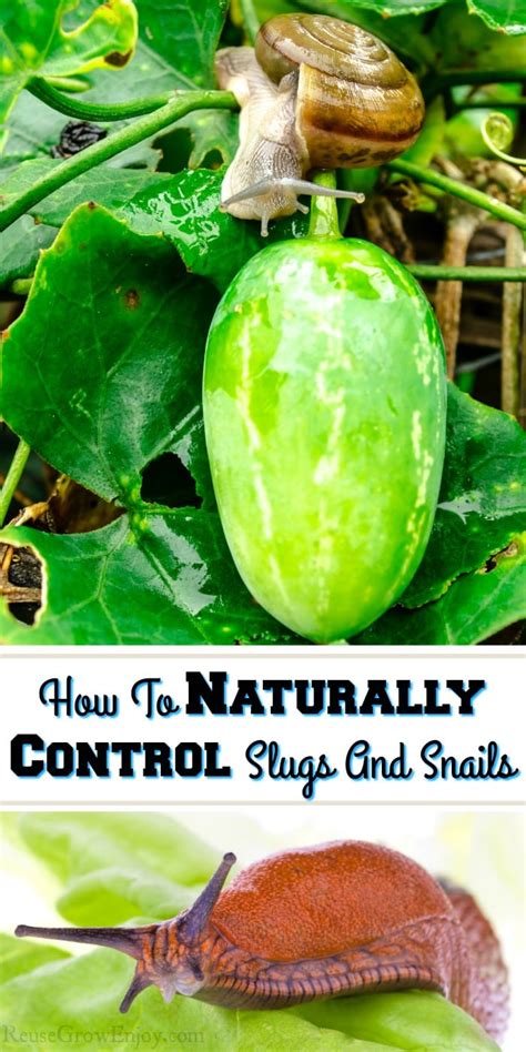 Do Slugs Eat Plants How To Get Rid Of Them And Snails